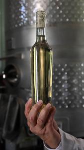 CHILE-HUAYCA-CEPA VINIFERA