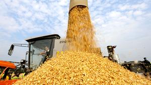 CHINA-CEREALES DE VERANO-TRIGO-COSECHA-PRODUCCION