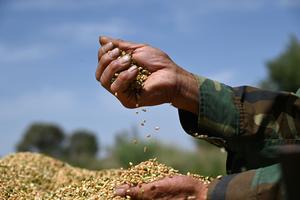CHINA-CEREALES DE VERANO-TRIGO-COSECHA-PRODUCCION