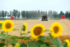 CHINA-CEREALES DE VERANO-TRIGO-COSECHA-PRODUCCION