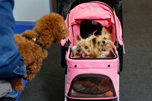 RUMANIA-BUCAREST-EXPOSICION DE MASCOTAS