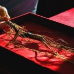 CHINA-JILIN-FUSONG-GINSENG-TEMPORADA DE COSECHA