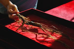 CHINA-JILIN-FUSONG-GINSENG-TEMPORADA DE COSECHA