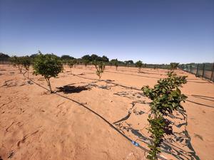 CHINA-SHANXI-MAURITANIA-PLANTACION DE ARBOLES-TECNOLOGIA