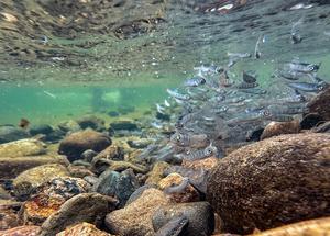 CHINA-JILIN-HUNCHUN-ALEVINES DE SALMON-LIBERACION