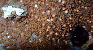 CAMBOYA-PHNOM PENH-DESOVE DE CORAL-DESCUBRIMIENTO