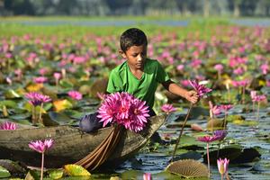 BANGLADESH-BARISHAL-LIRIO DE AGUA-COSECHA
