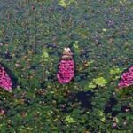 BANGLADESH-BARISHAL-LIRIO DE AGUA-COSECHA