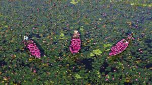 BANGLADESH-BARISHAL-LIRIO DE AGUA-COSECHA