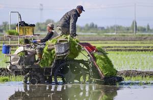 CHINA-XINJIANG-URUMQI-CAMPOS DE ARROZ-PLANTACION
