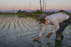 CHINA-XINJIANG-URUMQI-CAMPOS DE ARROZ-PLANTACION