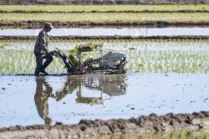 CHINA-XINJIANG-URUMQI-CAMPOS DE ARROZ-PLANTACION