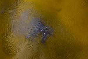 HUNGRIA-GARDONY-LAGO VELENCE-SEQUIA