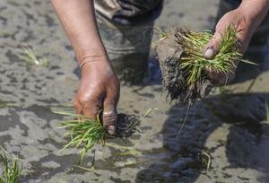 CHINA-XINJIANG-URUMQI-CAMPOS DE ARROZ-PLANTACION