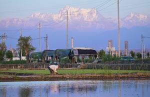 CHINA-XINJIANG-URUMQI-CAMPOS DE ARROZ-PLANTACION