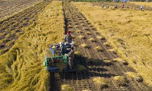CHINA-HEILONGJIANG-CAMPOS DE ARROZ-COSECHA
