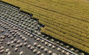 CHINA-HEILONGJIANG-CAMPOS DE ARROZ-COSECHA