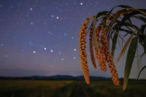 CHINA-HEILONGJIANG-CIELO ESTRELLADO-AGRICULTURA