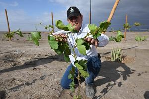 CHILE-TARAPACA-VINOS DEL DESIERTO
