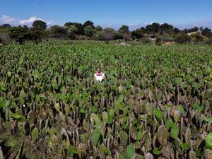 MEXICO-CIUDAD DE MEXICO-NOPAL