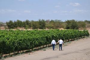 CHILE-TARAPACA-VINOS DEL DESIERTO