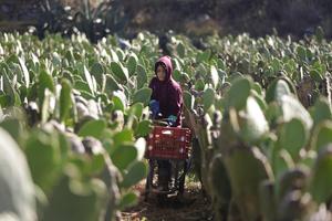 MEXICO-CIUDAD DE MEXICO-NOPAL