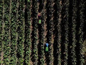 MEXICO-CIUDAD DE MEXICO-NOPAL