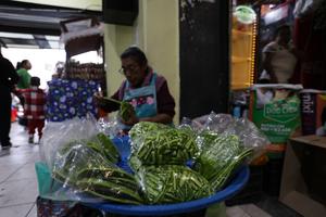 MEXICO-CIUDAD DE MEXICO-NOPAL