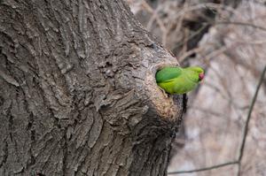 AZERBAIYAN-BAKU-COTORRA DE KRAMER