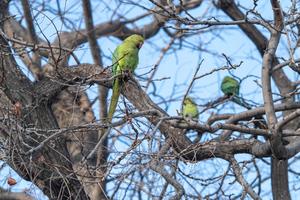 AZERBAIYAN-BAKU-COTORRA DE KRAMER