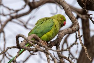 AZERBAIYAN-BAKU-COTORRA DE KRAMER