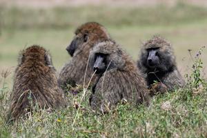 KENIA-VIDA SILVESTRE-TURISMO