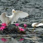 SRI LANKA-COLOMBO-AVES ACUATICAS