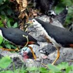 SRI LANKA-COLOMBO-AVES ACUATICAS