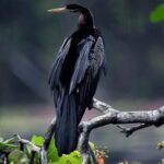 SRI LANKA-COLOMBO-AVES ACUATICAS