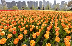 CHINA-PRIMAVERA-PAISAJE