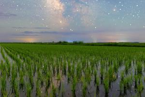 CHINA-HEILONGJIANG-CIELO ESTRELLADO-CAMPOS DE ARROZ