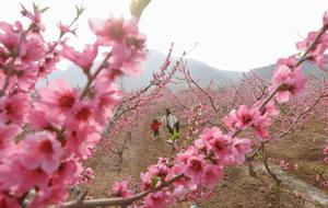CHINA-PRIMAVERA-PAISAJE