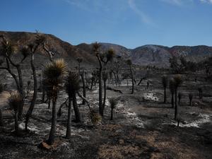 EEUU-CALIFORNIA-CONDADO DE LOS ANGELES-INCENDIO FORESTAL