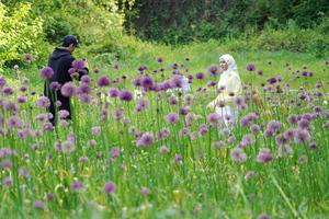 UZBEKISTAN-TASHKENT-FLORES DE ALLIUM