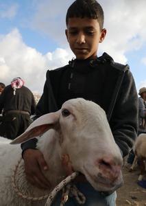 MEDIO ORIENTE-CISJORDANIA-NAPLUSA-MERCADO DE GANADO-EID AL-ADHA