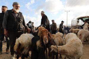MEDIO ORIENTE-CISJORDANIA-NAPLUSA-MERCADO DE GANADO-EID AL-ADHA