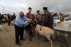 MEDIO ORIENTE-CISJORDANIA-NAPLUSA-MERCADO DE GANADO-EID AL-ADHA