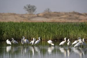 CHINA-NINGXIA-AREA ESCENICA DE SHAHU-PAISAJE