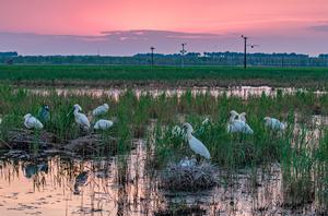 CHINA-HEILONGJIANG-AVES MIGRATORIAS-POLLUELOS