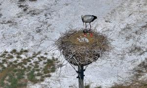 CHINA-HEILONGJIANG-AVES MIGRATORIAS-POLLUELOS