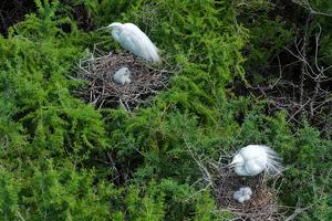 CHINA-HEILONGJIANG-AVES MIGRATORIAS-POLLUELOS