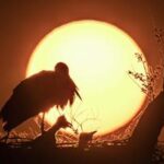 CHINA-HEILONGJIANG-AVES MIGRATORIAS-POLLUELOS