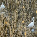 CHINA-HEILONGJIANG-AVES MIGRATORIAS-POLLUELOS