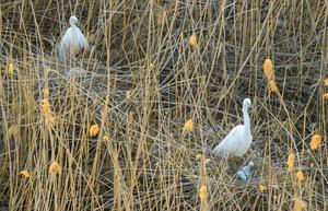 CHINA-HEILONGJIANG-AVES MIGRATORIAS-POLLUELOS